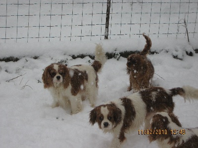 des hauts blavets - LES CAVALIERS SOUS LA NEIGE 2010