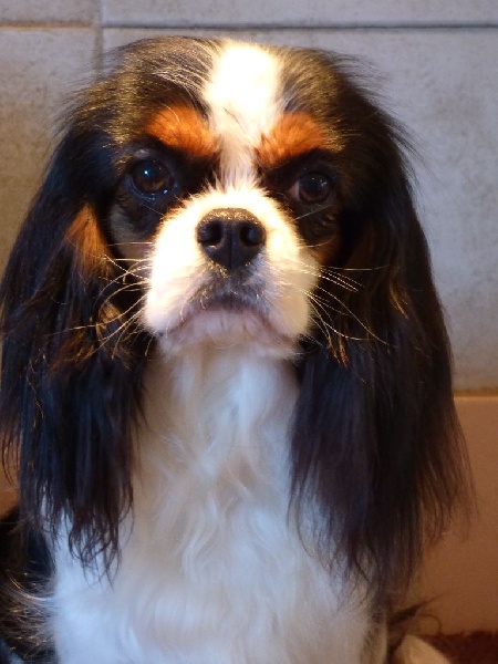 CH. Gravure de mode des hauts blavets