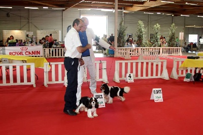 des hauts blavets - BEZIER speciale de race